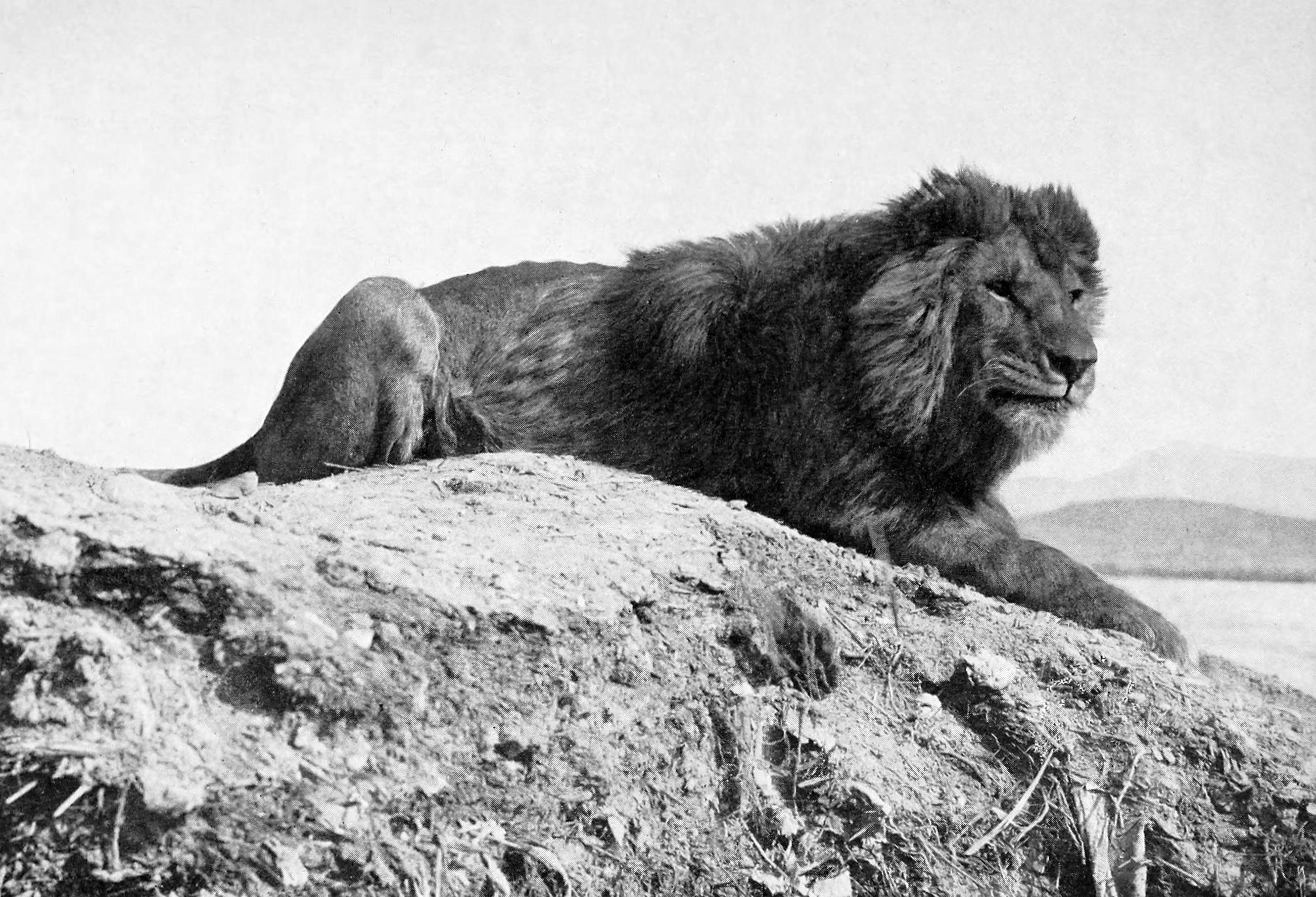 6 Legged Black Lion Logo - Barbary lion