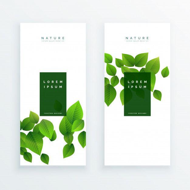 Elegant Green Leaf Logo - Elegant white banner with green leaves Vector