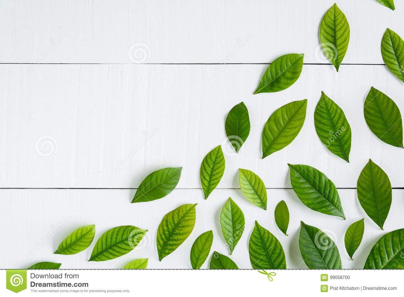 Elegant Green Leaf Logo - Green Leaves and Branches Wallpapers Elegant Green Leaves Logo Stock ...