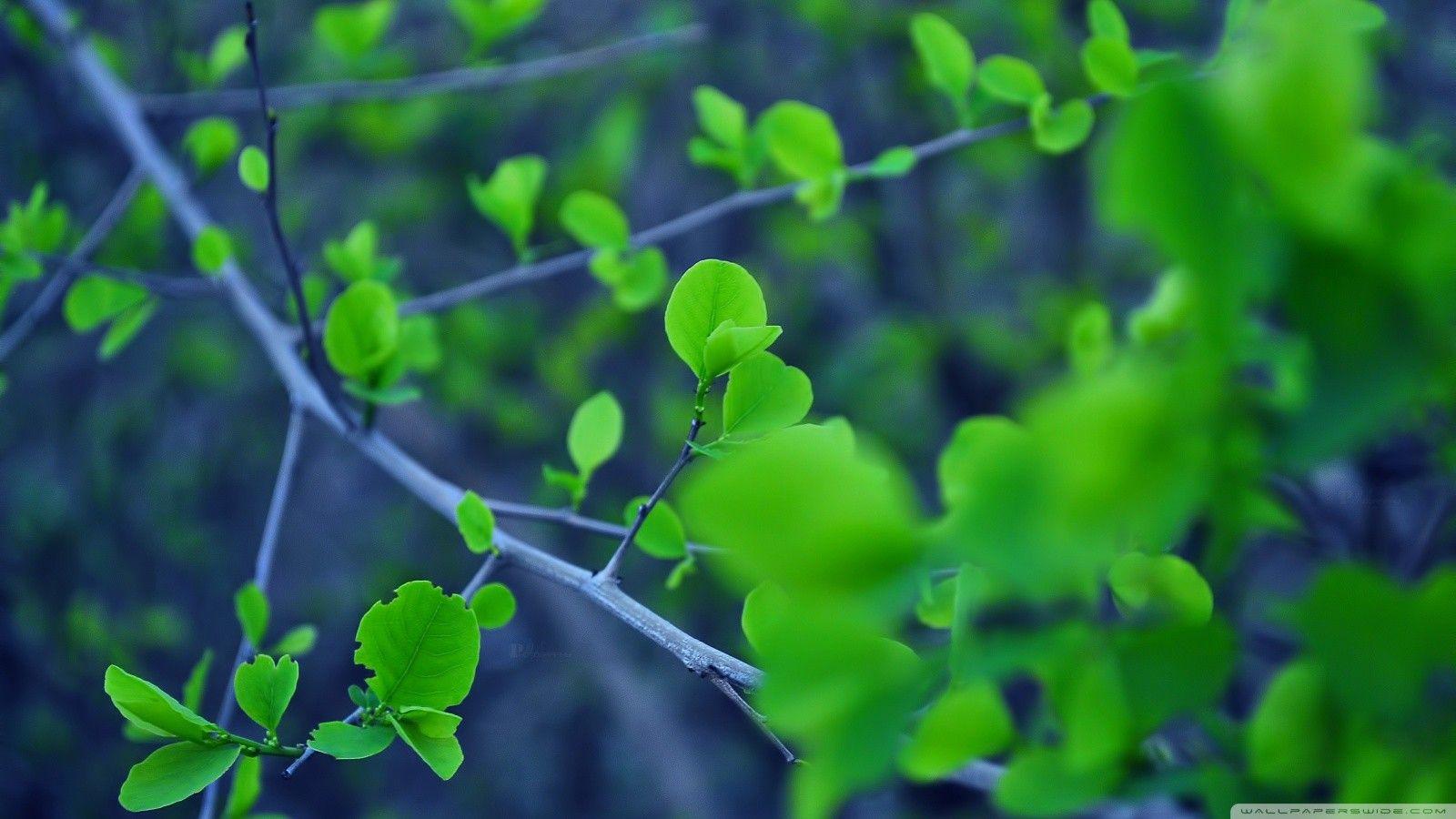 Elegant Green Leaf Logo - Green Leaves and Branches Wallpapers Elegant Fresh Leaves All Over â ...
