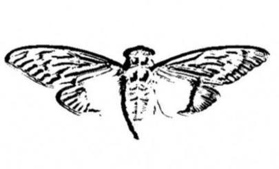 Internet Butterfly Logo - Cicada 3301