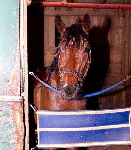 Horse Laurel Logo - Horse Escapes Laurel Park And Takes Trip Down Route 1 – CBS Baltimore