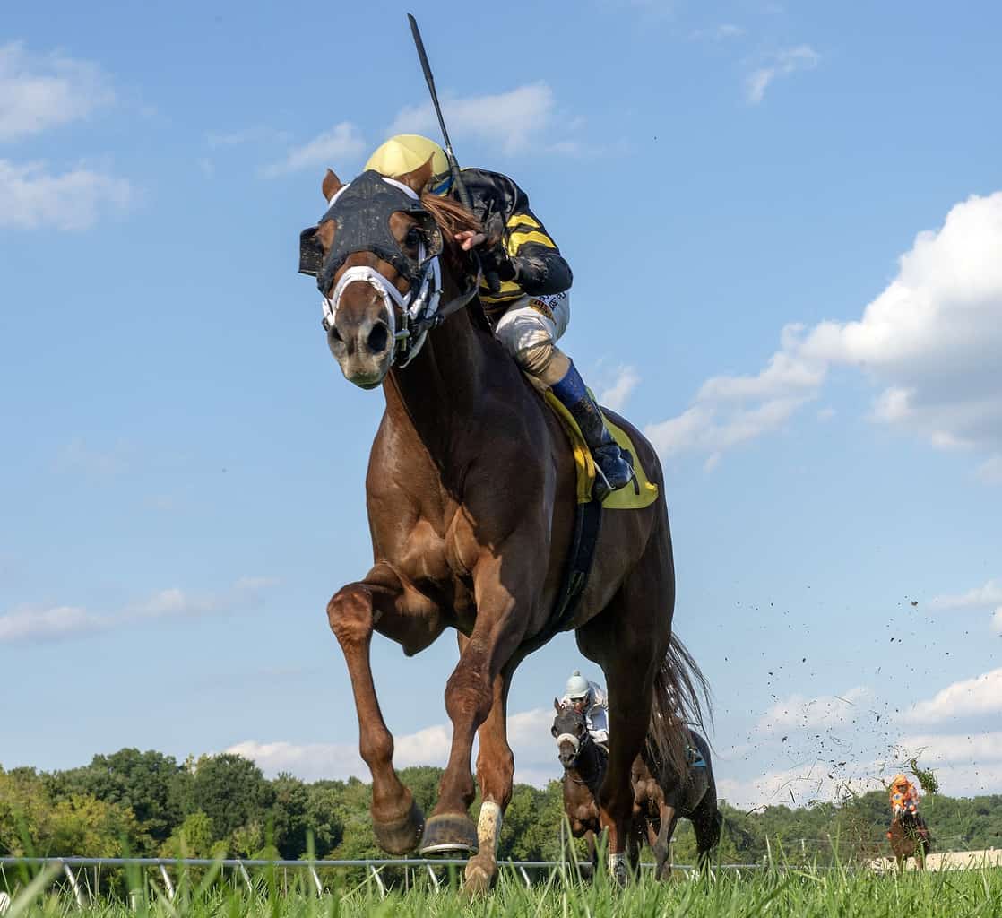 Horse Laurel Logo - Channel Cat Soars in $150,000 Bald Eagle Derby | Thoroughbred Racing ...