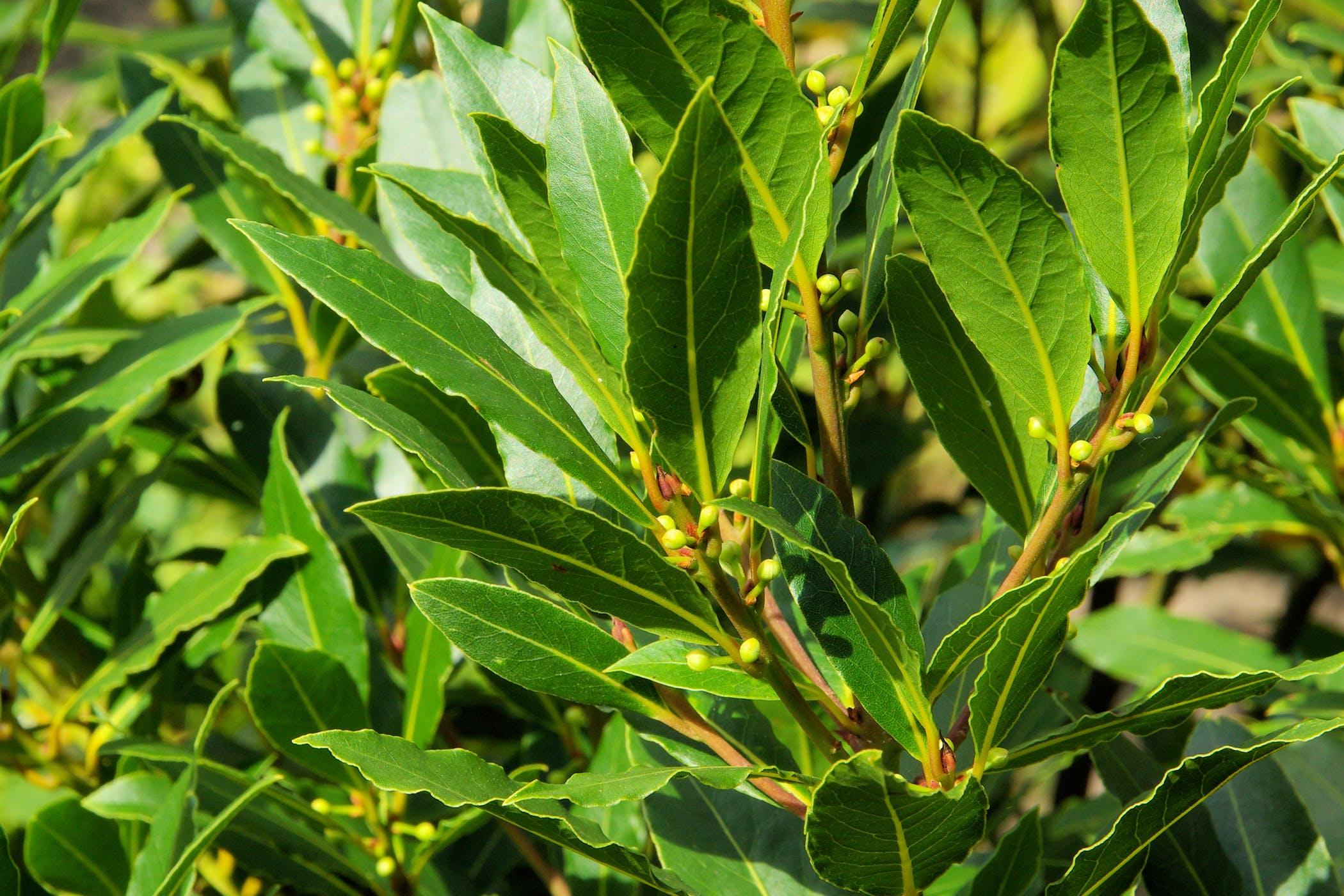 Horse Laurel Logo - Laurel Poisoning in Horses - Symptoms, Causes, Diagnosis, Treatment ...