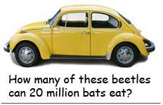 Bat Food and Drink Logo - What Foods Do Bats Eat? | Ask A Biologist