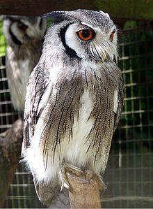 White Face Owl Logo - Northern white-faced owl