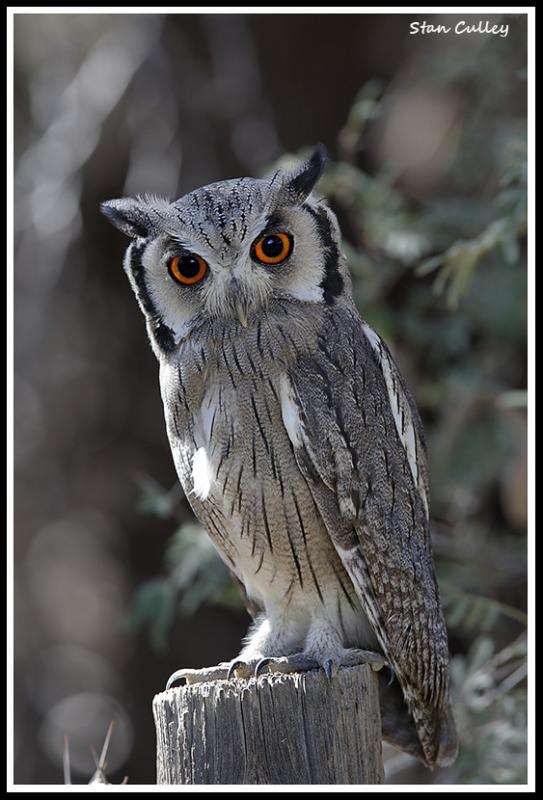 White Face Owl Logo - Photos of Southern White-faced Owl (Ptilopsis granti) | the Internet ...