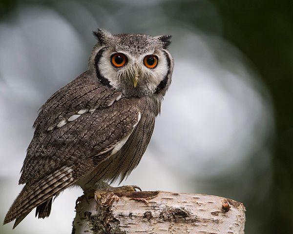 White Face Owl Logo - White Faced Owl