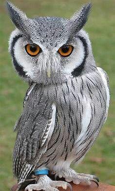 White Face Owl Logo - Northern White-faced Owl (Ptilopsis leucotis) | Owls | Pinterest ...