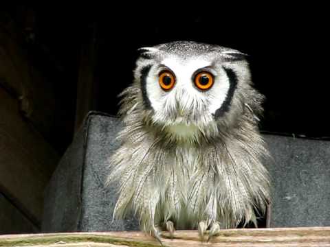 White Face Owl Logo - Southern White Faced Owl - 'Growler'