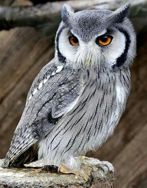 White Face Owl Logo - Northern White Faced Owl (Ptilopsis Leucotis) Wild Bird. Birds