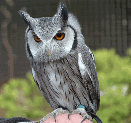 White Face Owl Logo - Southern White Faced Owl (Ptilopsis Granti) All Owls Of The World