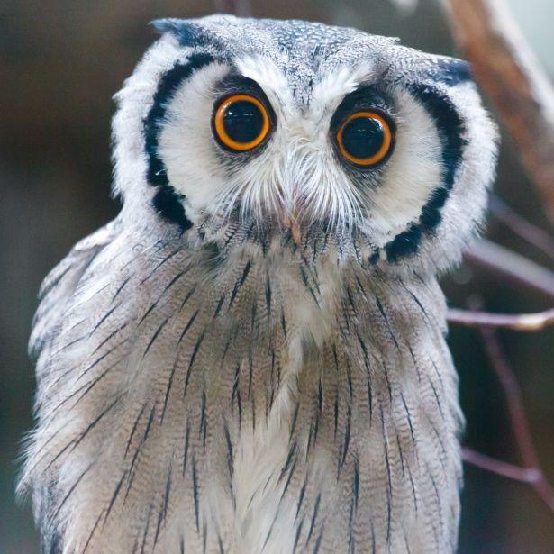 White Face Owl Logo - Southern White Faced Owl Free Domain Picture