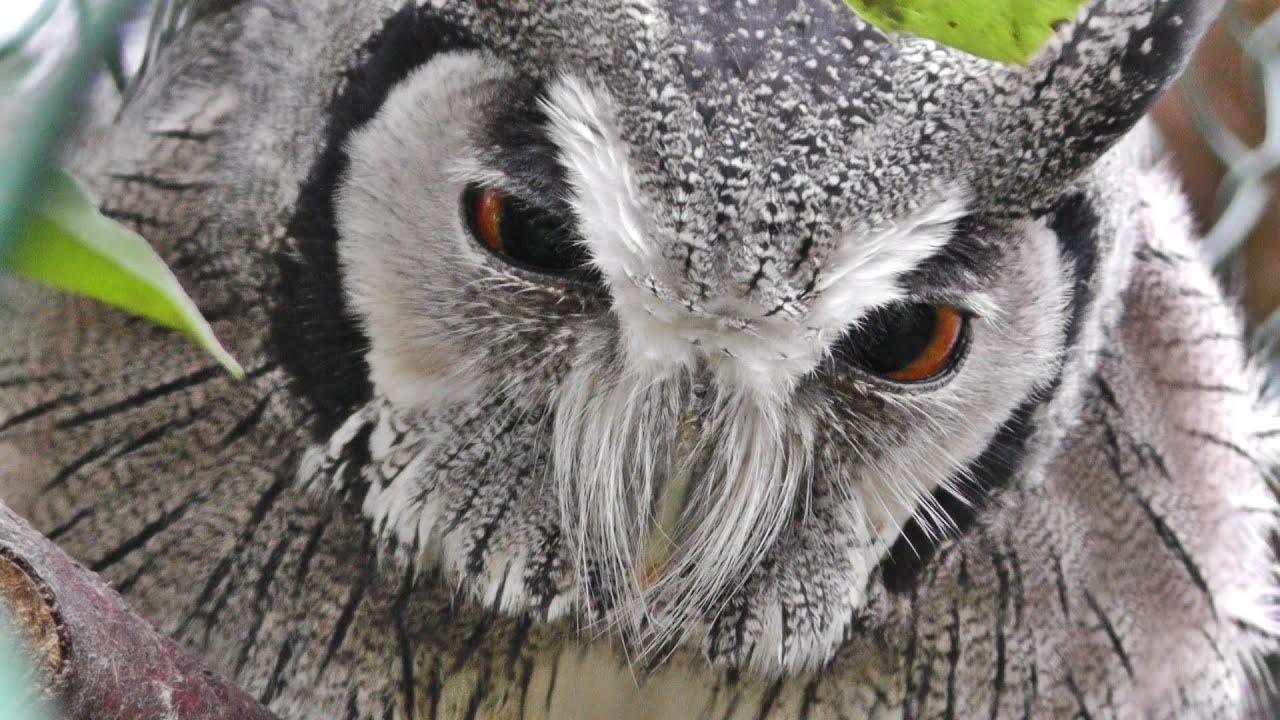 White Face Owl Logo - Northern White Faced Owl - Amazing Transformer Owl - YouTube