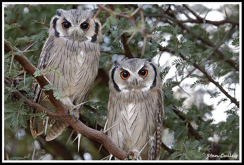 White Face Owl Logo - Southern White-faced Owl (Ptilopsis granti) videos, photos and sound ...