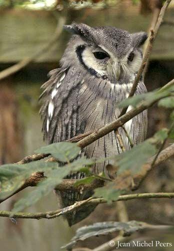 White Face Owl Logo - Northern White-faced Owl