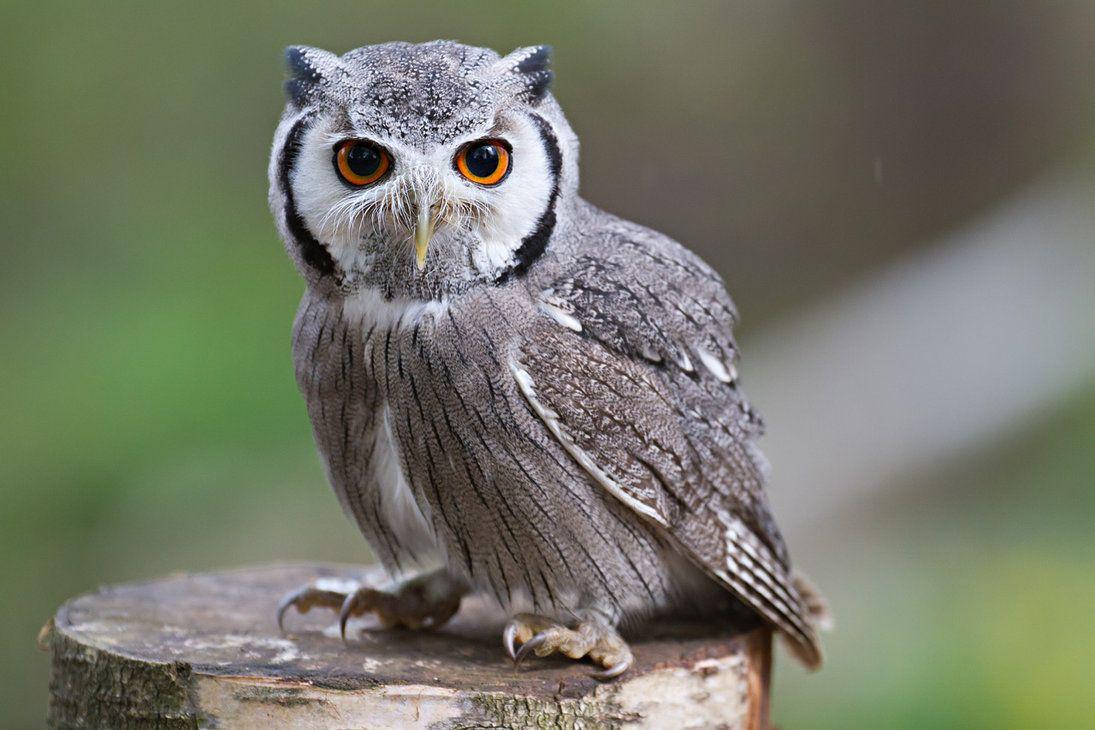 White Face Owl Logo - Northern White Faced Scops Owl