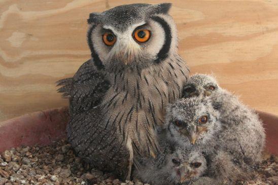 White Face Owl Logo - White-faced Scops Owl | The African Bird of Prey Sanctuary