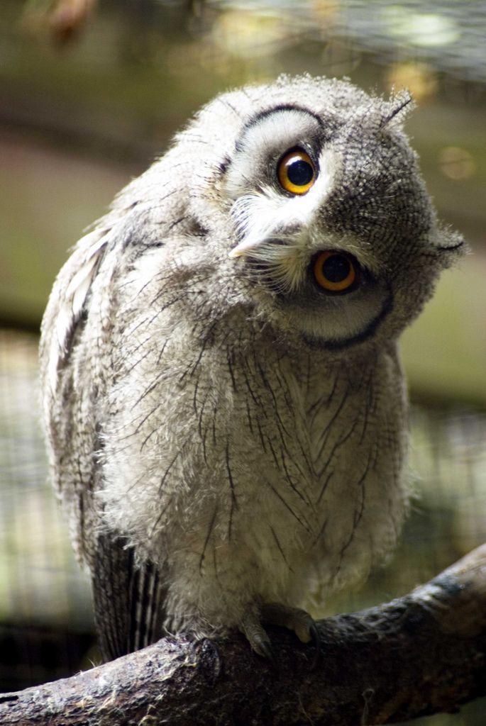 White Face Owl Logo - Northern white-faced owl (Ptilopsis leucotis) | OWLS that hoot ...