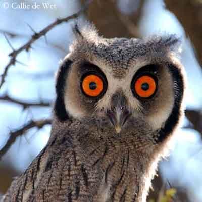 White Face Owl Logo - Southern White-faced Scops-Owl