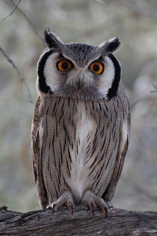 White Face Owl Logo - Southern White Faced Owl By Martyn Sidwell