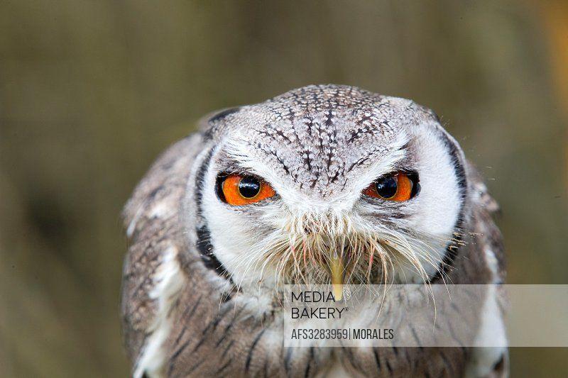 White Face Owl Logo - Mediabakery by Age Fotostock, Loiret, Sologne