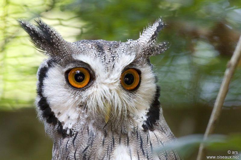 White Face Owl Logo - Northern White-faced Owl - Ptilopsis leucotis - ref:alrs63916