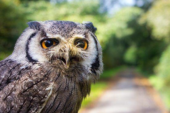 White Face Owl Logo - Frodo, Southern White Faced Owl Of The Secret Owl Garden