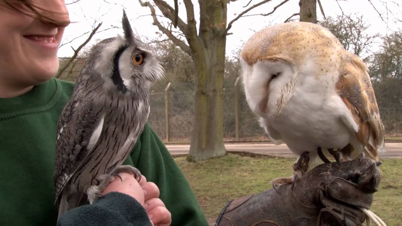 White Face Owl Logo - Introducing Gizmo the baby white-faced owl - YouTube