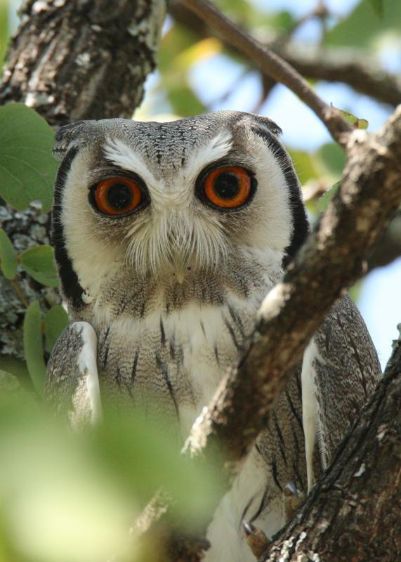 White Face Owl Logo - Southern White-faced Owl (Ptilopsis granti) videos, photos and sound ...