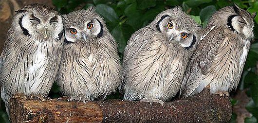 White Face Owl Logo - White Faced Scops Owl