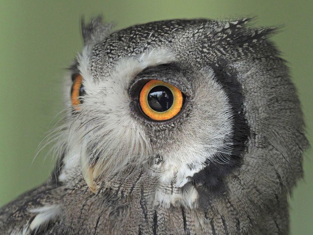 White Face Owl Logo - Northern White Faced Owl. OLYMPUS DIGITAL CAMERA