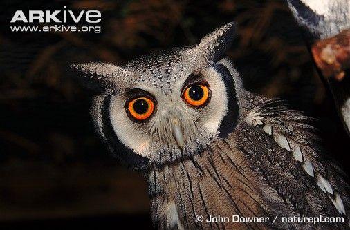 White Face Owl Logo - White-faced scops-owl videos, photos and facts - Otus leucotis | Arkive