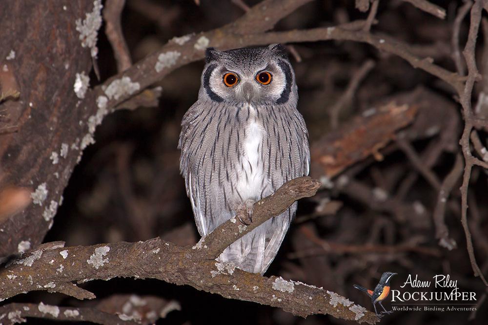 White Face Owl Logo - Southern White-faced Owl (Ptilopsis granti) videos, photos and sound ...