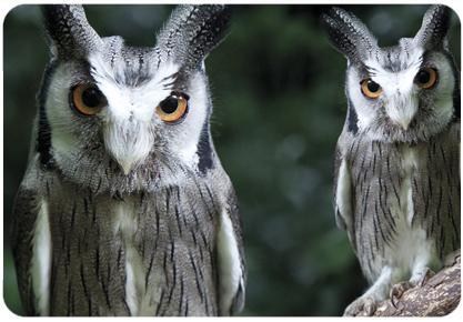 White Face Owl Logo - Northern White Faced Owl. Shaldon Wildlife Trust