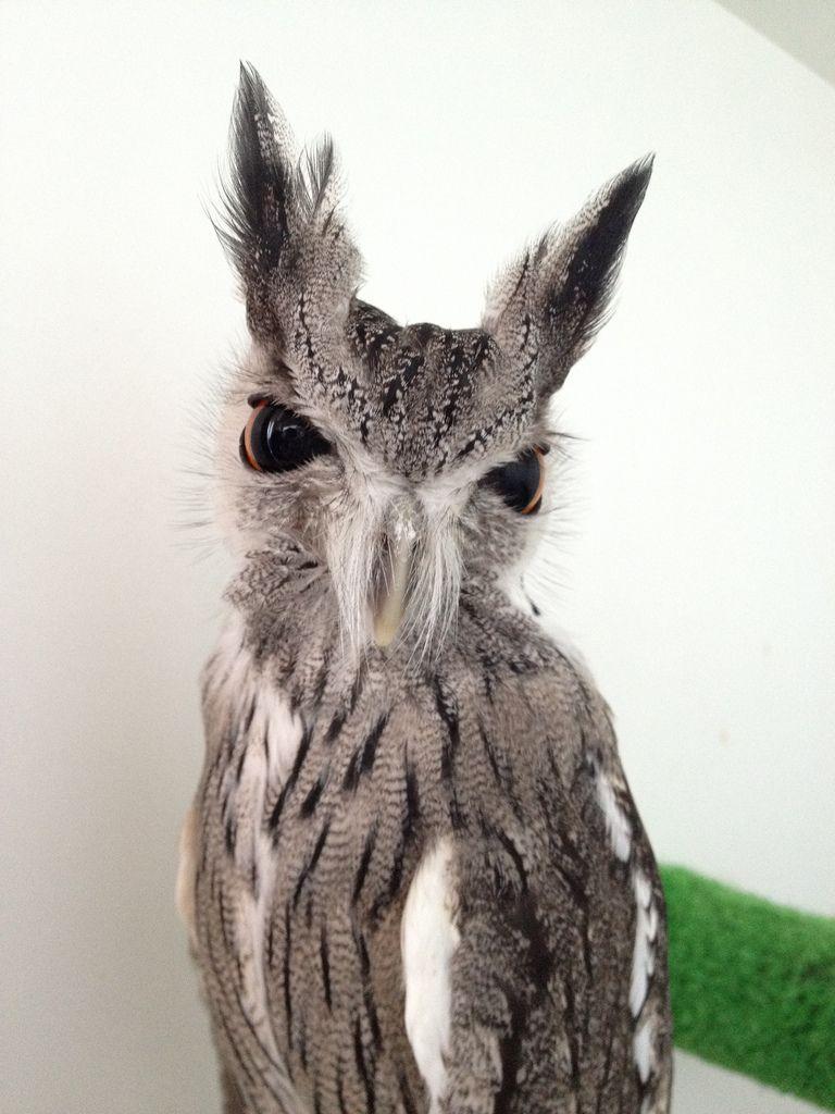 White Face Owl Logo - Northern White Faced Owl In