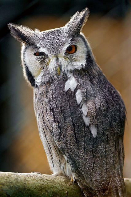 White Face Owl Logo - The northern white-faced owl (Ptilopsis leucotis) has a very unique ...