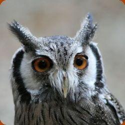 White Face Owl Logo - White Faced Scops Owl leucotis Education