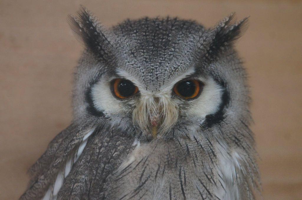 White Face Owl Logo - Northern White Faced Owl. A Sub Saharan African Owl