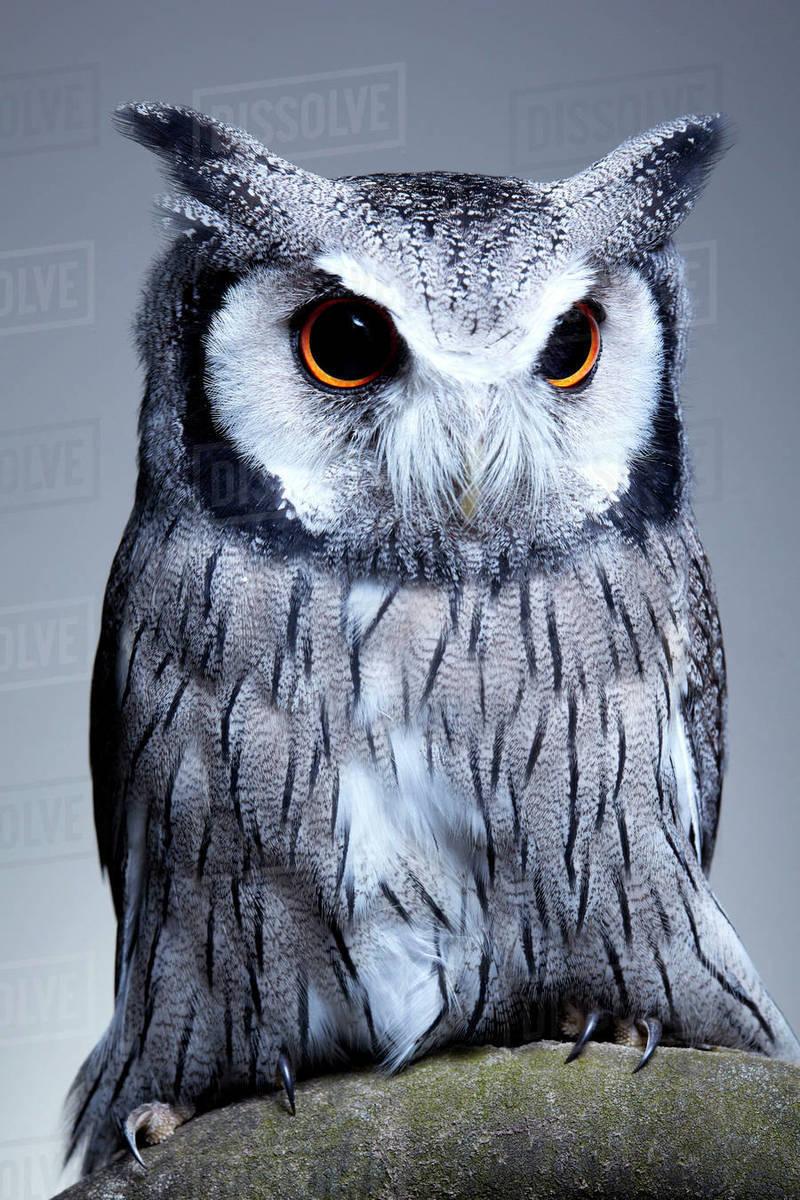 White Face Owl Logo - Studio portrait of a northern white faced owl (Ptilopsis leucotis ...