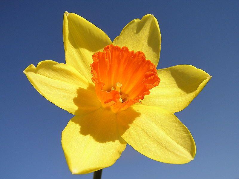 Daffodils Flower Logo - Daffodils - Tips, Gardening, Pictures, Care, Meaning, Growing Daffodils