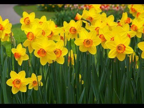 Daffodils Flower Logo - Most Beautiful Daffodil Flower - YouTube