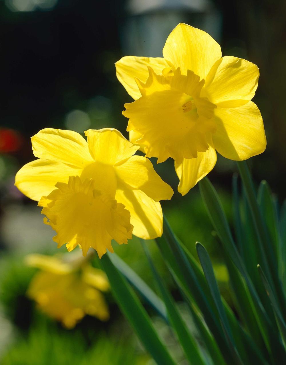Daffodils Flower Logo - Types of Daffodils to Know and Grow