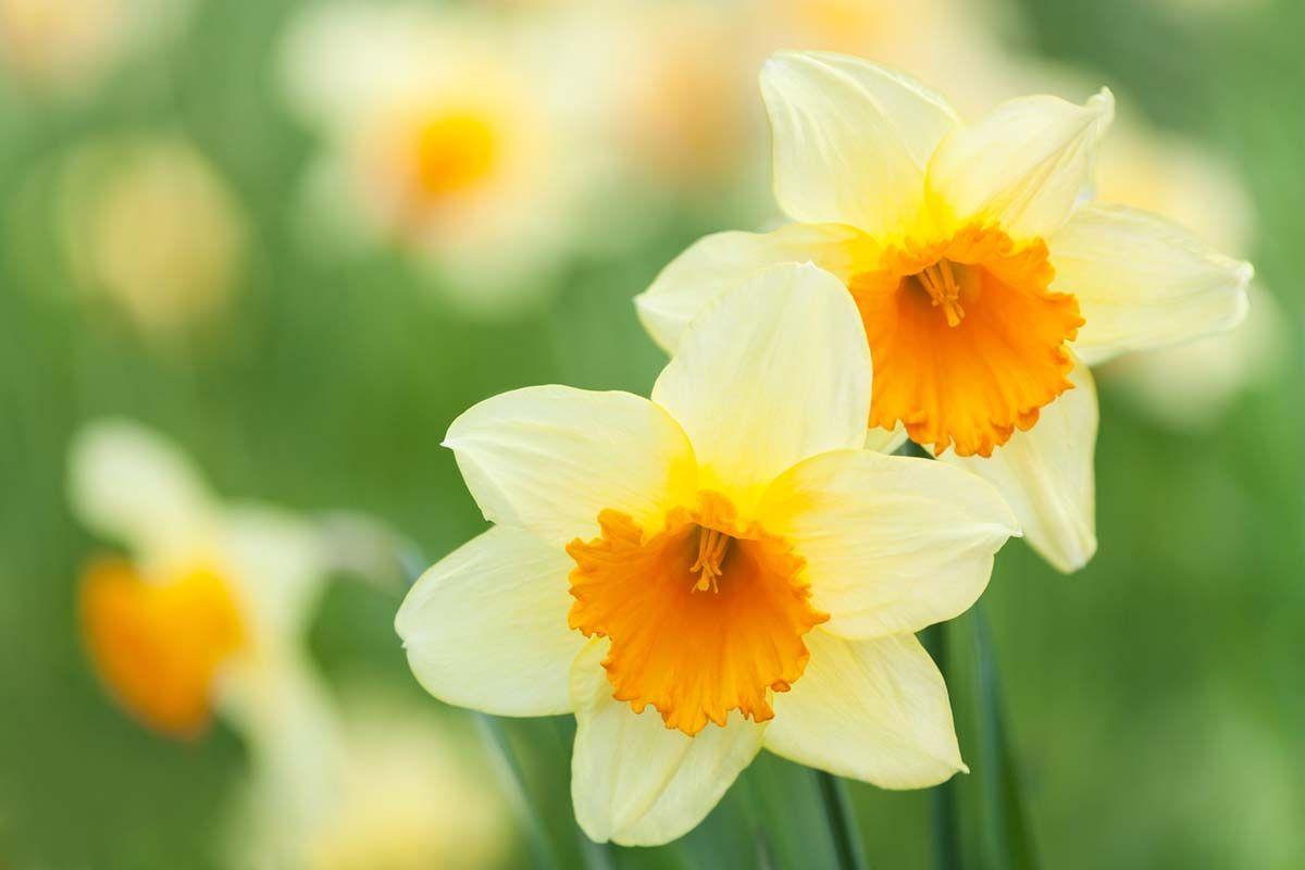 Нарциссы что значат. Нарцисс Флауэр рекорд. Нарцисс цветок. Желтый Нарцисс. Нарциссы фото красивые.
