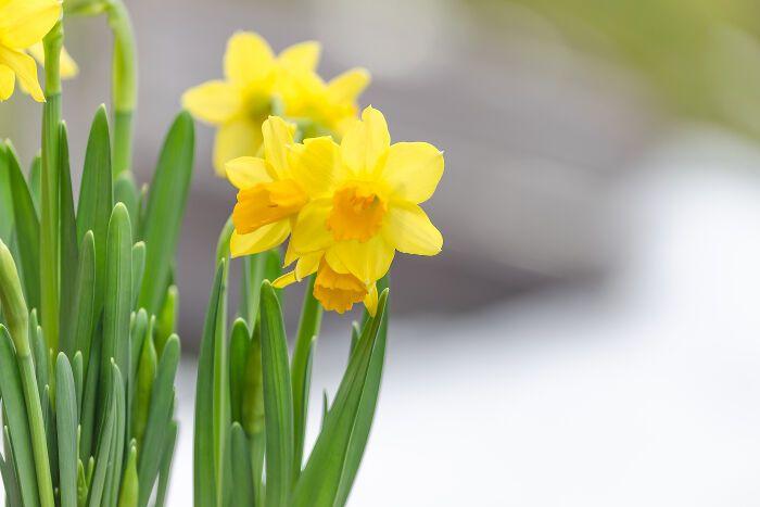 Daffodils Flower Logo - Daffodil Flower Meaning - Flower Meaning