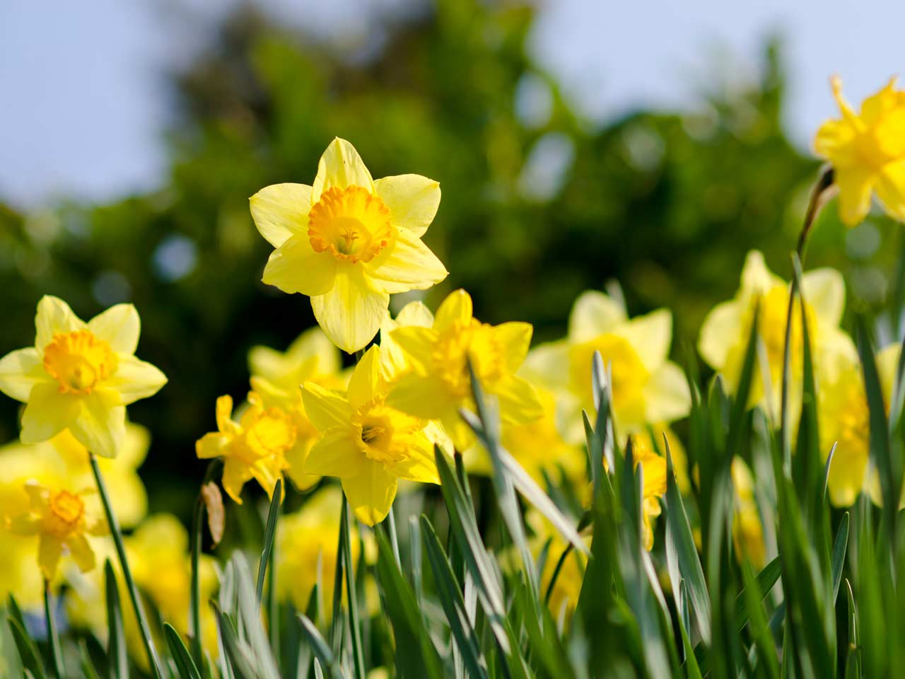 Daffodils Flower Logo - The best daffodil varieties that bloom all spring - Saga
