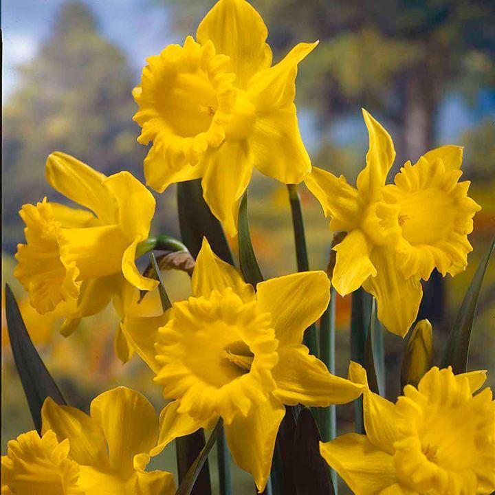 Daffodils Flower Logo - Daffodil Bulbs - King Alfred 100 - Daffodils - Flower Bulbs ...