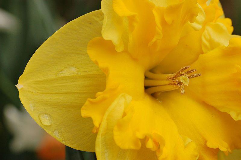 Daffodils Flower Logo - Daffodils - Tips, Gardening, Pictures, Care, Meaning, Growing Daffodils