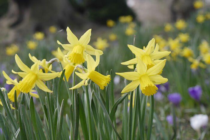 Daffodils Flower Logo - Daffodil Flower Meaning - Flower Meaning