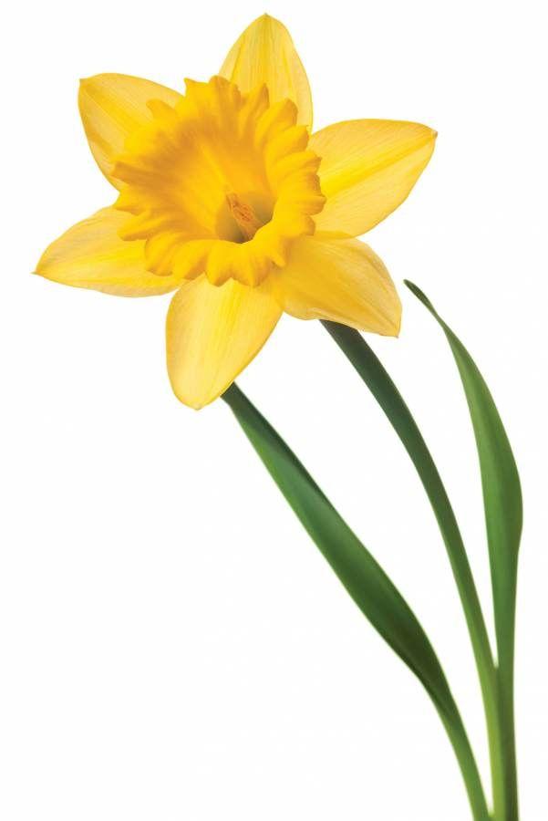 Daffodils Flower Logo - Daffodil Dance | Daffodil Dance | Daffodils, Flowers, Small yellow ...